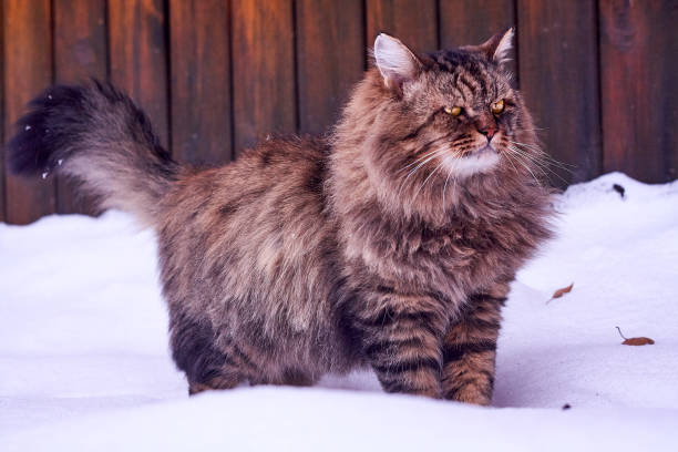 istock violet color fluffy siberian cat on snow 903253878