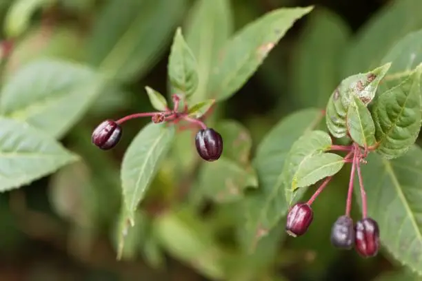 Berry fruit of a garden fuchsia bush.