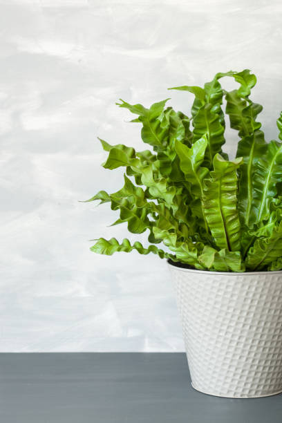 istock houseplant Asplenium nidus in white pot 903257046
