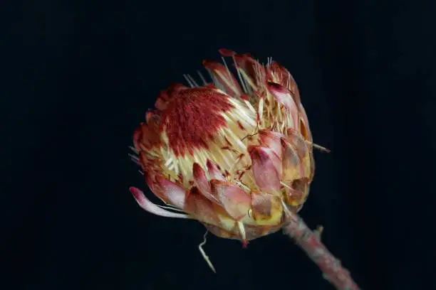 Flower of a sugarbush (Protea sp.), a plant from South Africa, with black background.