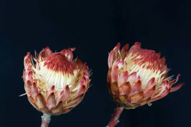 Flower of a sugarbush (Protea sp.), a plant from South Africa, with black background.
