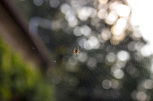 Spider in his home spiderweb at sunrise lurks on his prey.