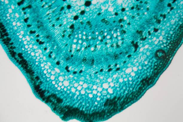 istock Microscope photo of a cotton stem. 903261582