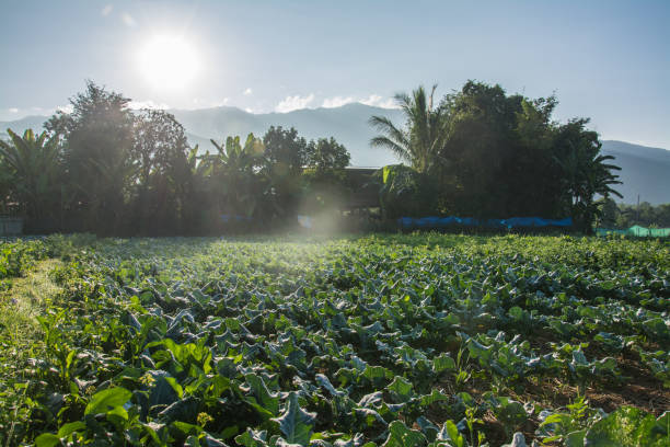 amanecer con verde huerta en pua, el norte de tailandia - morning cereal plant fog corn crop fotografías e imágenes de stock