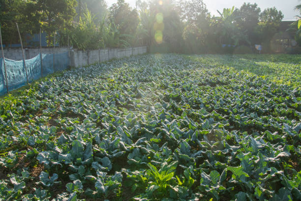 pua、タイの北部に緑の野菜の庭と日の出 - morning cereal plant fog corn crop ストックフォトと画像