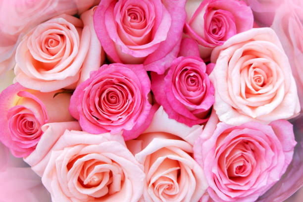 istock Rose flowers blooming for background. 903267104