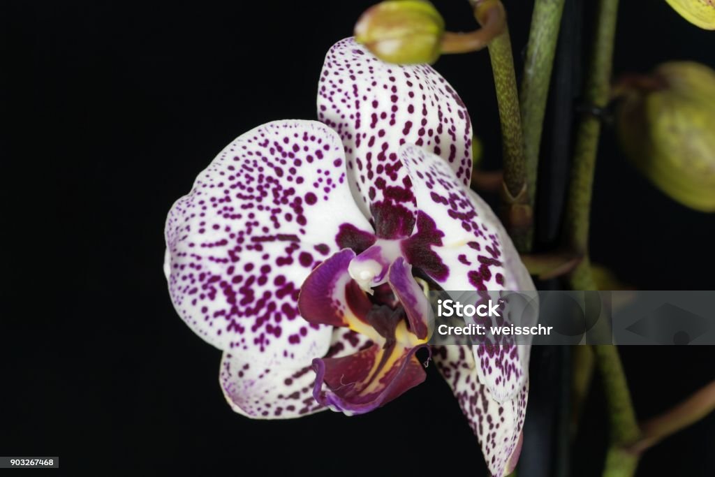 Foto de Flor De Uma Orquídea Phalaenopsis Cor Lilás E Branco e mais fotos  de stock de Agricultura - iStock