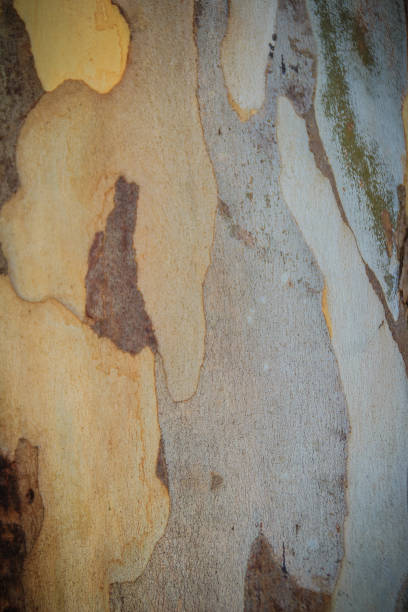 istock Abstract brown pattern background in colorful texture of Eucalyptus tree bark. Tree trunk texture of old eucalyptus bark for background. 903269820
