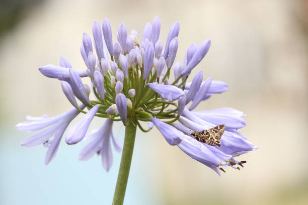 istock Purple Flower With A Brown Butterfly 903270858