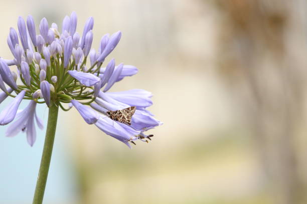 istock Purple Flower With A Brown Butterfly 903271016