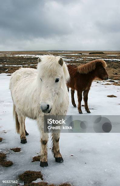Icelandic Horse Stock Photo - Download Image Now - Agriculture, Animal, Animal Hair
