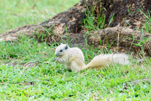 istock Cute little white Squirrel eating grasses , Thailand 903276800