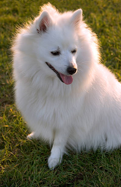 Cão branco - fotografia de stock