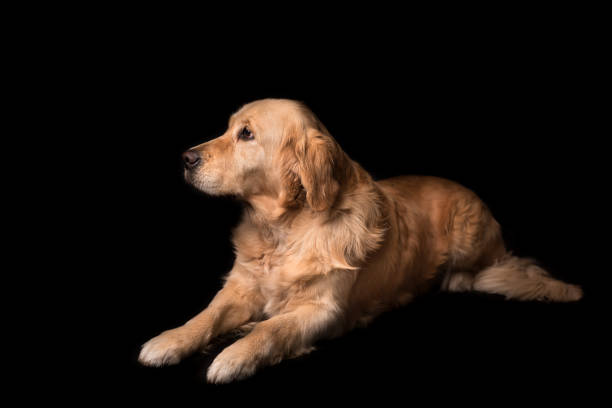 istock Golden Retriever dog isolated on black 903277702