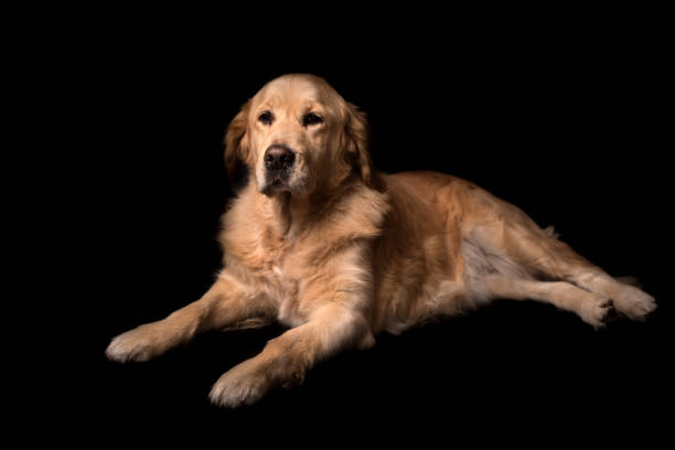istock Golden Retriever dog isolated on black 903277736