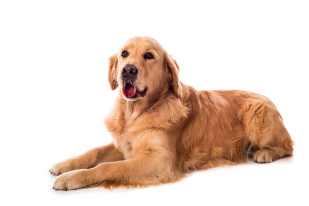 istock Golden Retriever dog isolated on white 903277784