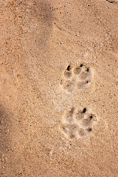 istock Dog tracks in the sand 90327869