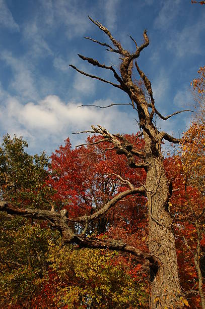 Tree Knar 120+ Knarled Stock Photos, Pictures & Royalty-Free Images - iStock