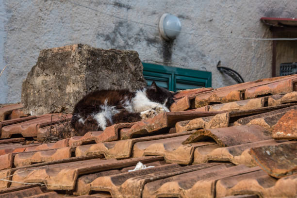 Cute cat is taking a rest on the roof of the house