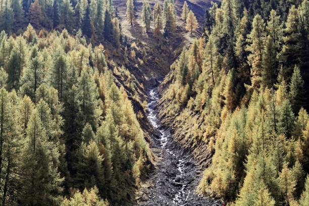 istock Larch forests in the Alps 903281364