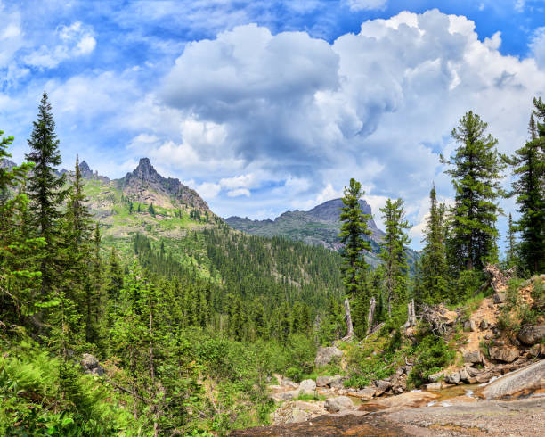 istock Wooded area near small stream 903281894