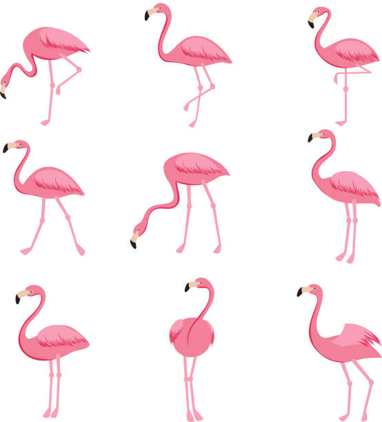 illustrations, cliparts, dessins animés et icônes de set de dessin animé rose de vector flamingo. collection de flamants mignon - feather pink white isolated