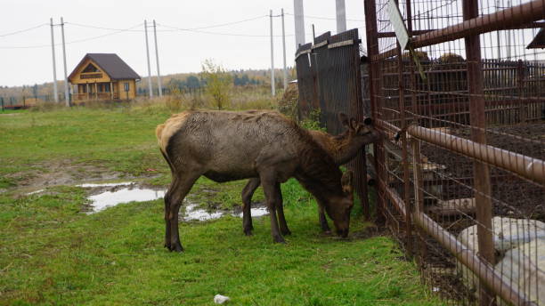 istock Deer in Russia Countryside 903283034