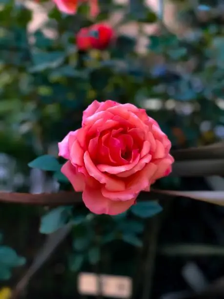 This is a pink rose photo.