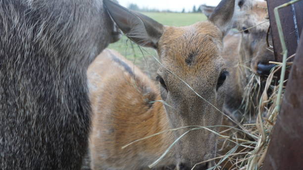 istock Deer in Russia Countryside 903283294
