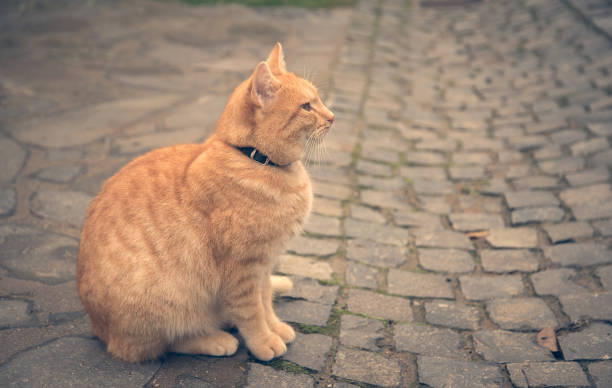 istock Young cat sitting on the street 903283346