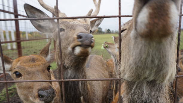 istock Deer in Russia Countryside 903283636