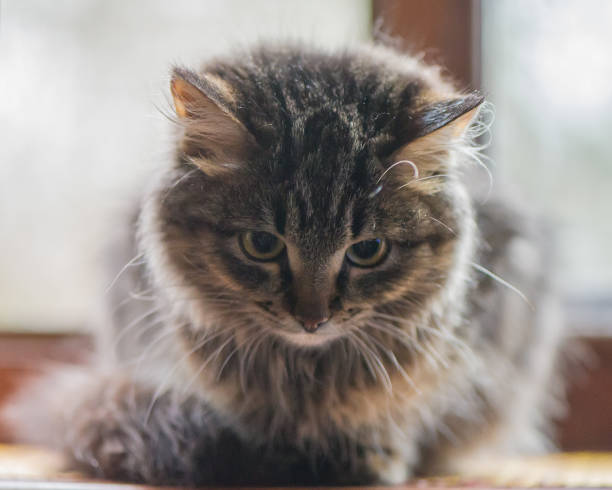 istock Kitten Siits At The Open Wiindow, Closeup. The Kitten Looks. 903283724