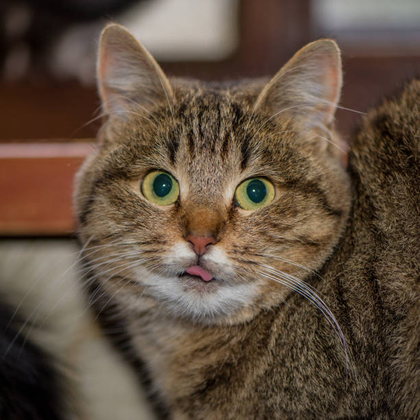 istock Kitten Siits At The Open Wiindow, Closeup. 903283768