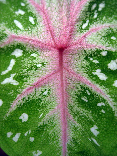 Green and pink leaf stock photo