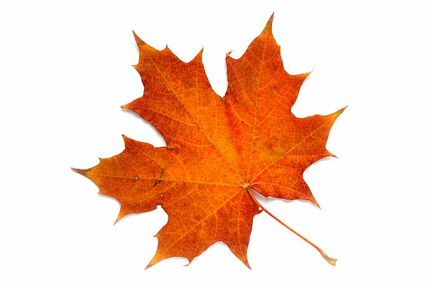 Autumn gold leaf on a white background.  maple leaf photos stock pictures, royalty-free photos & images