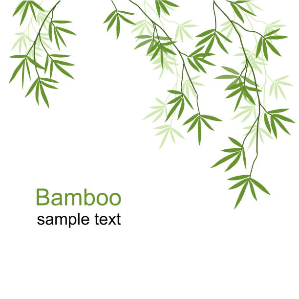 Green bamboo branches Green bamboo branches on a white background bamboo leaf stock illustrations