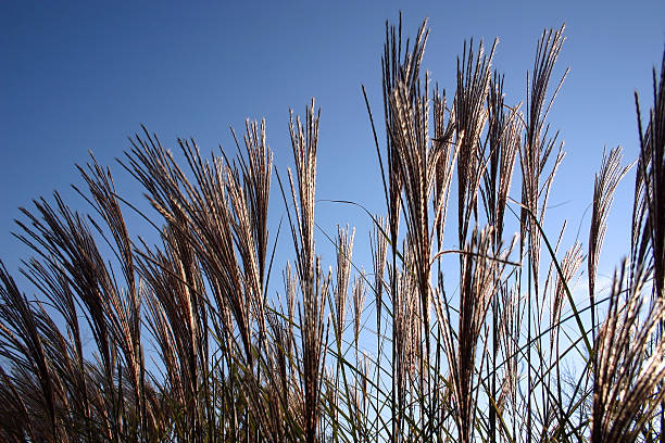 Grasses against sky stock photo