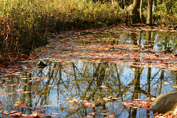 Creek and leaves stock photo