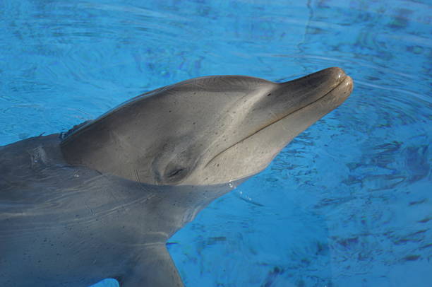 istock Porpoise - Bottle Nosed Dolphin 90328962