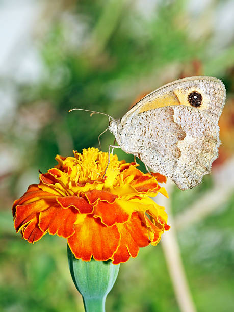 borboleta - lepidopteron imagens e fotografias de stock