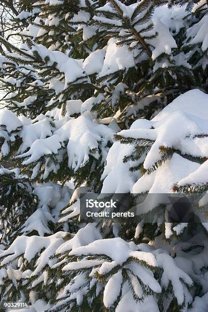 Foto de Árvores De Abeto e mais fotos de stock de Bosque - Floresta - Bosque - Floresta, Branco, Coberto de Neve