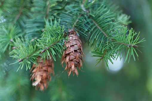 Cone of a Douglas fir (Pseudotsuga menziesii)