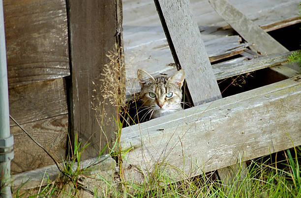 istock Feral cat in abandoned house 90329523