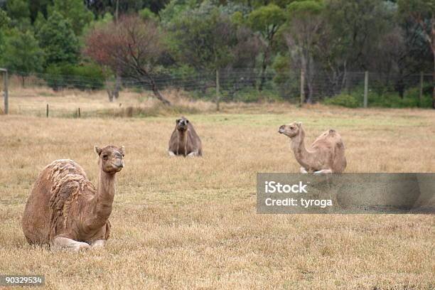Foto de Três Camelos e mais fotos de stock de Animal - Animal, Camelo - Camelídeos, Clima árido