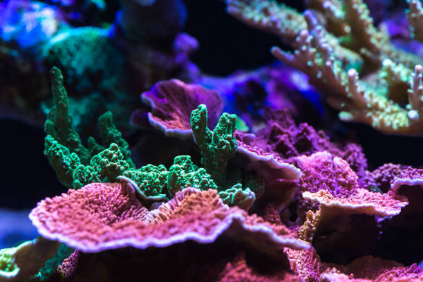 istock Close up of stony coral 903297056