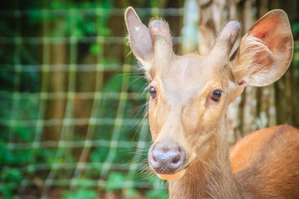 Cute Indian hog deer (Hyelaphus porcinus), a small deer whose habitat ranges from Pakistan, through northern India, to mainland southeast Asia.