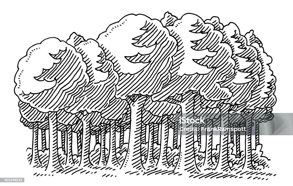 Broadleaf Tree Forest Drawing Hand-drawn vector drawing of a Broadleaf Tree Forest. Black-and-White sketch on a transparent background (.eps-file). Included files are EPS (v10) and Hi-Res JPG. Forest stock vector