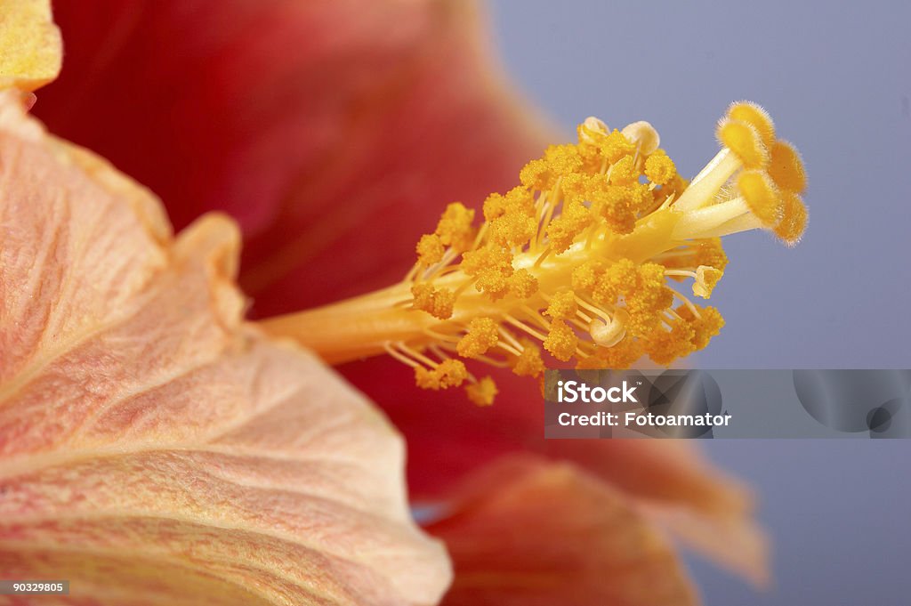 Primer plano de la flor de hibiscus - Foto de stock de Alergia libre de derechos