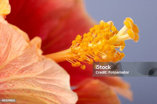 Primer Plano De La Flor De Hibiscus Foto de stock y más banco de imágenes de Alergia - Alergia, Arbusto, Belleza