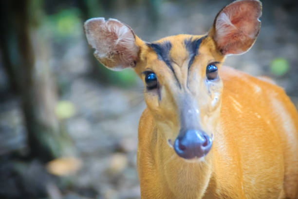 A cute Indian muntjac (Muntiacus muntjak), also called red muntjac and barking deer, is a common muntjac deer species in South and Southeast Asia.
